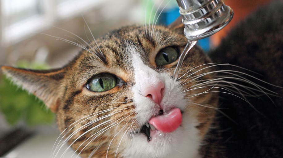 kitten drinking to a pet water fountain