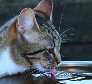 cat
